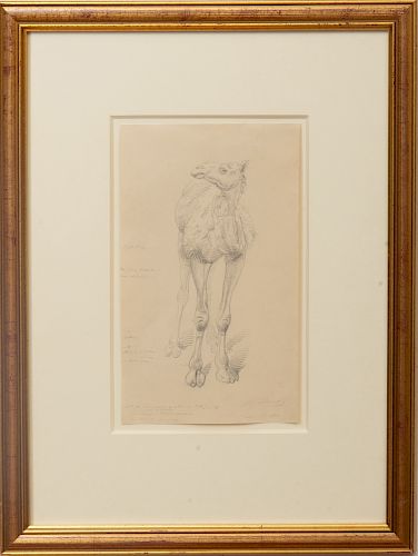 William Strutt (1856-1924): Study of the Front of a Camel; and Study of the Side of a Camel