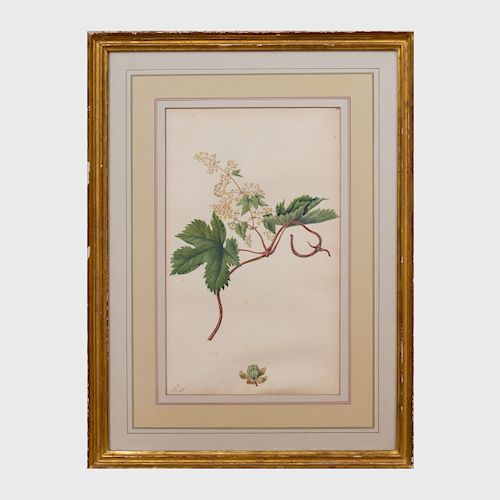 Charlotte Strickland (c. 1759-1833): Scotch Fir; Hops; and Flowering Vine