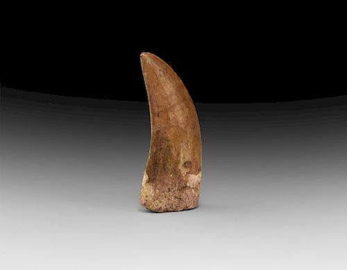 Fossil African T-Rex Dinosaur Tooth