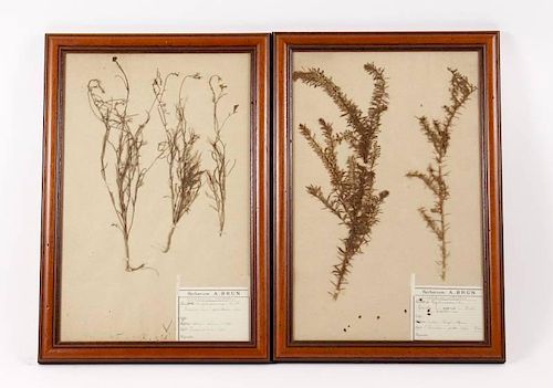 Collection of 2 Dried Botanicals, French, L. 19th