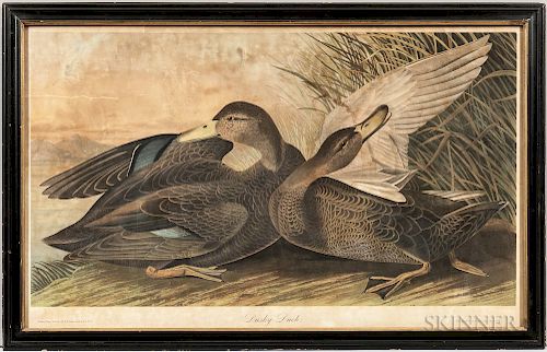 Audubon, John James (1785-1851) Dusky Duck.