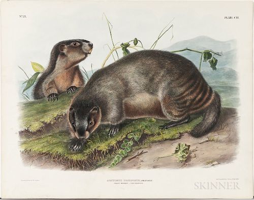 Audubon, John James (1785-1851) Hoary Marmot, The Whistler  , Plate CIII.