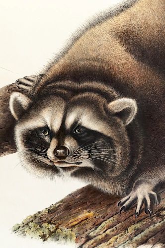 Audubon, John James (1785-1851) Raccoon  , Plate LXI.