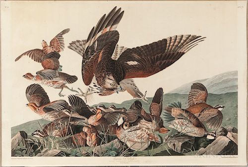 Audubon, John James (1785-1851) Virginian Partridge,   Plate 76.