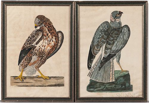 Mazell, Peter (active c. 1761-1797) Two Ornithological Illustrations.
