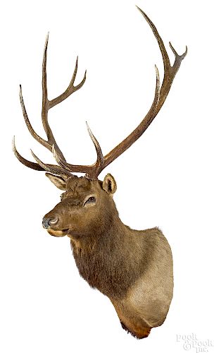Large Elk taxidermy shoulder mount