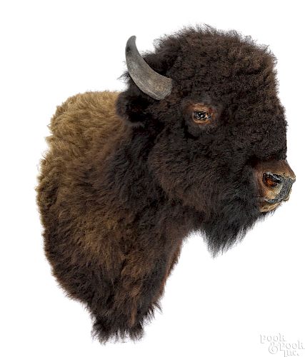 Large American bison taxidermy shoulder mount