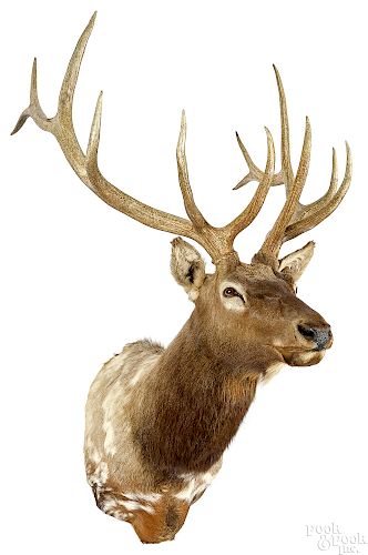 Large piebald Elk taxidermy shoulder mount