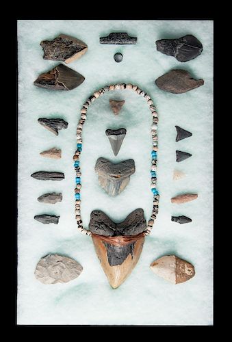 6" Megalodon Tooth & native Amer Artifact Display