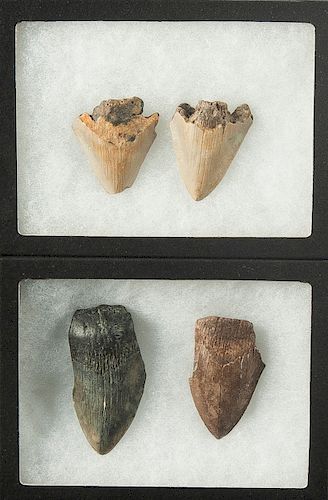 4 Native American Megalodon Artifacts