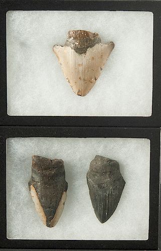 3 Megalodon Artifacts