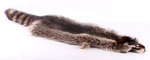 Large Montana Raccoon Fur Hide
