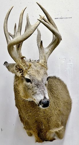 Whitetail deer buck taxidermy shoulder mount, non typical rack over 200 score. dp. 25 in.