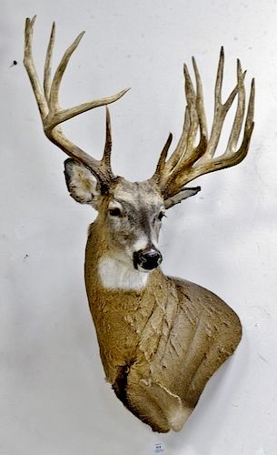 Whitetail deer buck taxidermy shoulder mount, double beam symmetrical scored 224 1/2. dp. 24 in.