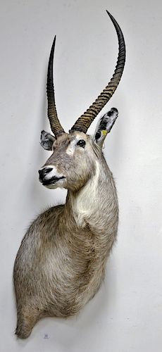 Large waterbuck African taxidermy, shoulder mount. dp. 24 in.