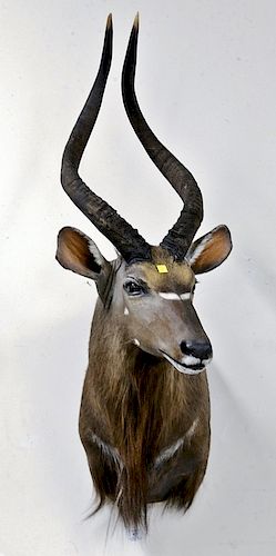 African Nyla trophy taxidermy, shoulder mount. dp. 26 in.