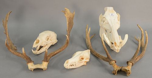 Group of assorted items to include a bear skull, boar skull, coyote skull, fallow deer antler, sika deer antlers, and two leather sa...