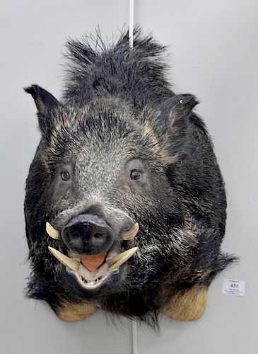 Russian boar taxidermy, shoulder mount. dp. 25 in.