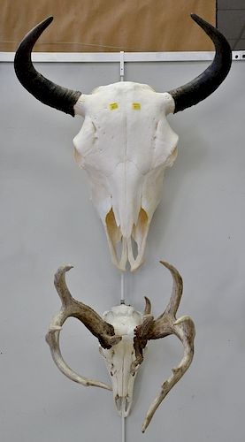 Group of skull mounts including Bison, eight whitetail bucks, fallow, and a flying pheasant. dp. 9 1/2 in. to 15 in.