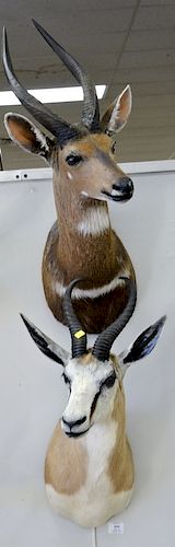 Two animal taxidermy mounts including a bush buck and a spring buck. dp. 16 in. & 19 in.