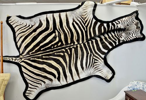 Full zebra skin taxidermy rug, approximately 66" x 115".
