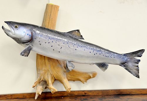 Group of five salmon and trout mounts. fish lg. 20 in. to 24 in.