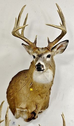Whitetail deer buck taxidermy shoulder mount, ten point large tines 130 class. dp. 21 in.
