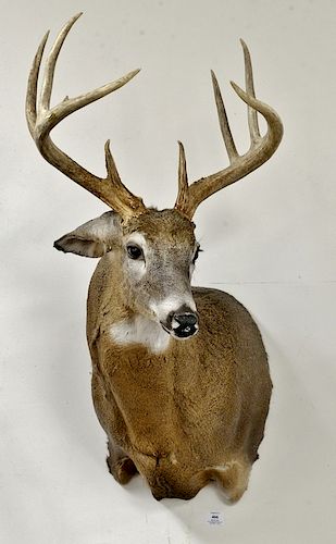 Whitetail deer buck taxidermy shoulder mount, 8 point with large tines 140 class. dp. 22 in.