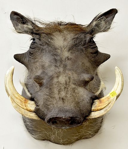 Warthog taxidermy, shoulder mount with large tusks. dp. 19 1/2 in.