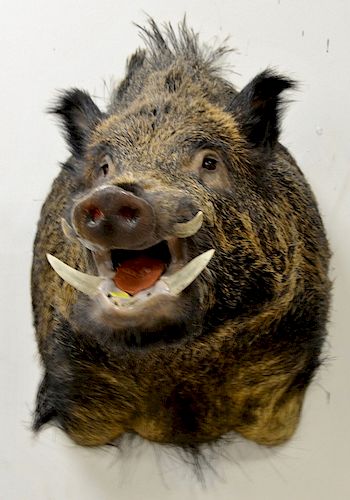 Wild boar shoulder trophy taxidermy mount with original skull , weight of original animal approximately 350 lbs. dp. 26 in.