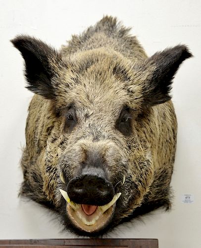 Wild boar shoulder trophy taxidermy mount with original skull, original animal weight approximately 600 lbs. dp. 29 in.