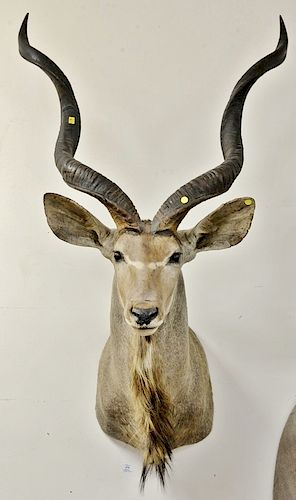Large African Kudu shoulder taxidermy mount. dp. 33 in.