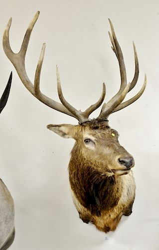 Large elk shoulder trophy taxidermy mount. dp. 43 in.