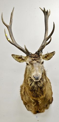 Elk taxidermy shoulder mount. dp. 31 in.