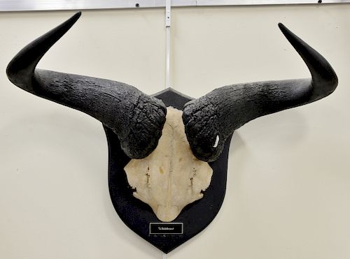 Two large horn taxidermy mounts, cape buffalo, dp. 13 1/2 in., and a wildebeest, dp. 12 in.
