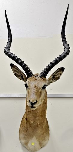 Three African taxidermy mounts including a shoulder mount impala, dp. 19in., and two dik-dik mounts, dp. 9 in.