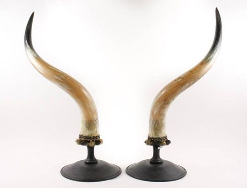 Pair of Large Animal Horns Mounted on Bases
