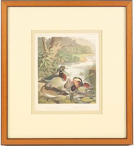 Late 19th C. Duck Chromolith Print,  J.W. Ludlow