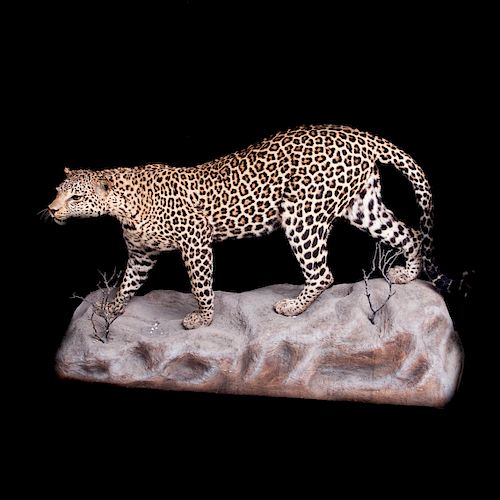 Cheeta. Siglo XX. Taxidermia.