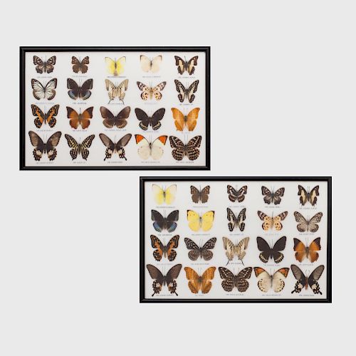 Set of Forty Butterfly Specimens