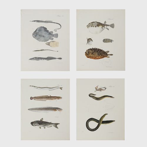 John William Hill (1812-1879): Fish