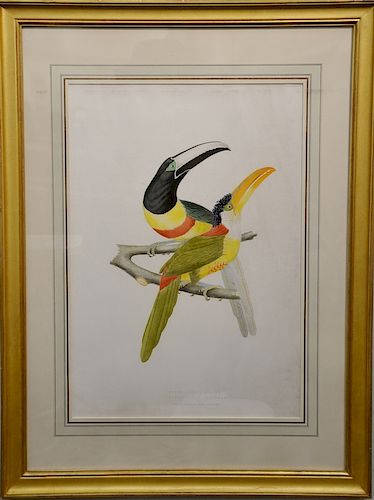 Set of four After Jean Theodore Descourtilz,  large folio hand colored chromolithograph,  (1) Plate 12, Ramphastos Ariel, Discol...