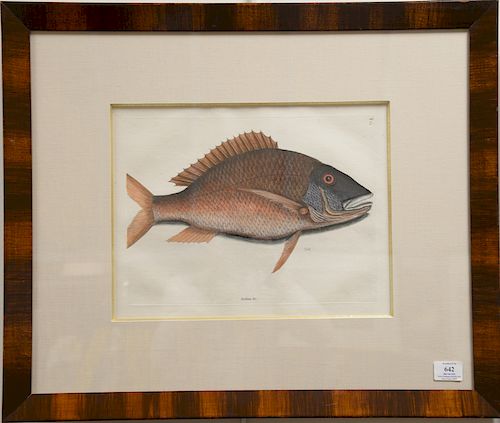 Mark Catesby (1679-1749), 
pair of hand colored copper plate engravings of fish, 
(1) Anthea T25; 
(2) Perca Rubra T3, 
framed and m...