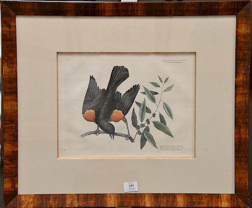 Mark Catesby (1679-1749), 
two pairs of hand colored copper plate engravings, 
(1) Passer Fusca The Cow-Pen Bird, Towle Bird T34; 
(...