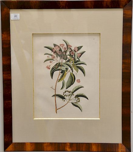 Mark Catesby (1679-1749), 
five hand colored copper plate engravings, 
(1) Anguis Lilium T56; 
(2) Anguis Cassena T57, 
(3) Chamaeda...