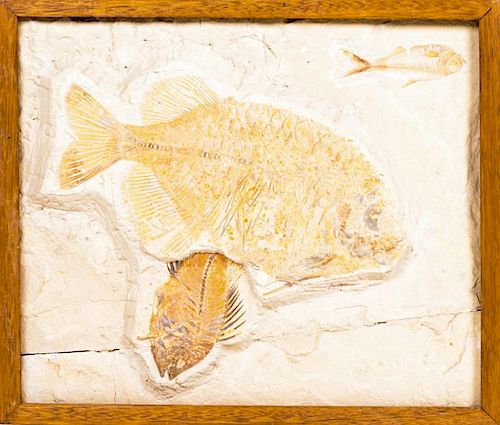 A Fossil of the Phaerodus and Diplomystus Fish, Green River Formation, Wyoming, Eocene Epoch.