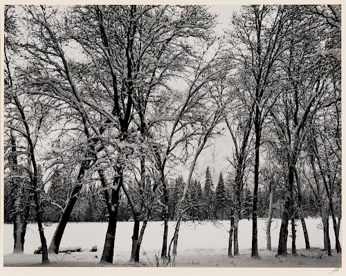 Ansel Adams (American, 1902-1984)  Young Oaks, Winter