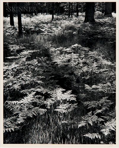Ansel Adams (American, 1902-1984)  Ferns, Valley Floor
