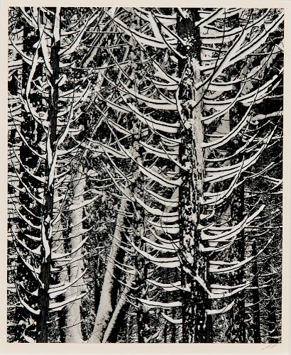Ansel Adams (American, 1902-1984)  Forest Detail, Winter
