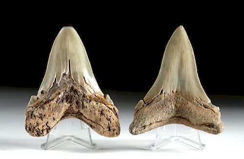 Lot of 2 Atlantic Oligocene Giant White Shark Teeth